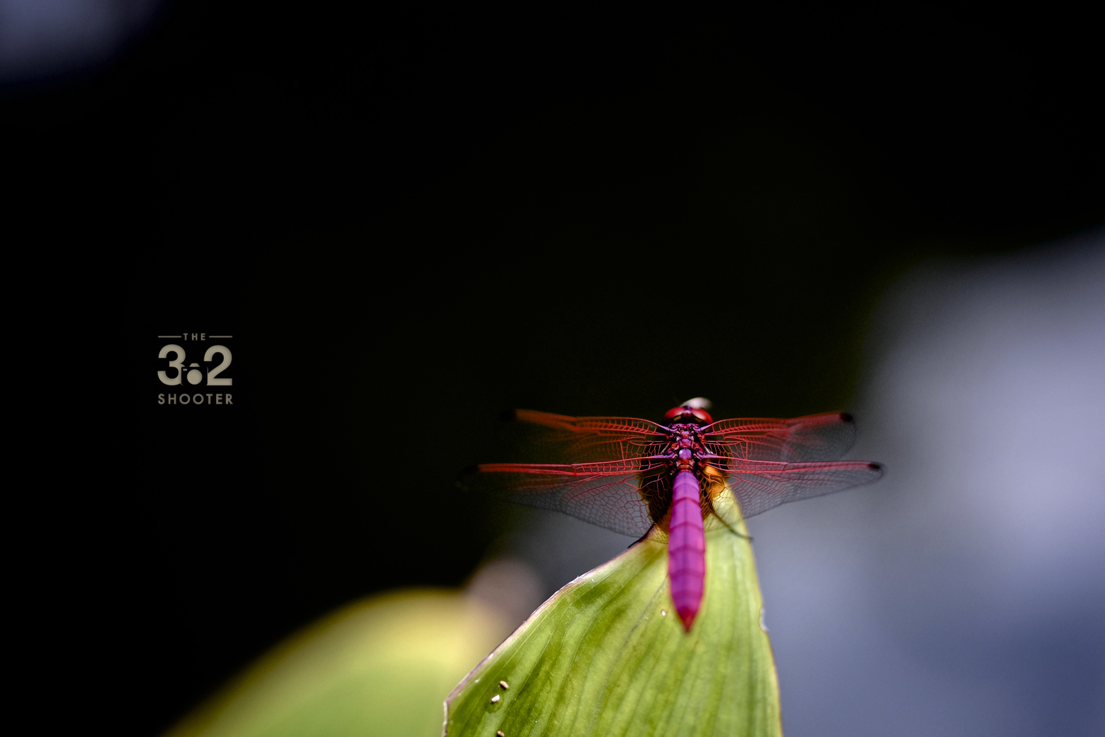 Scarlet Skimmer