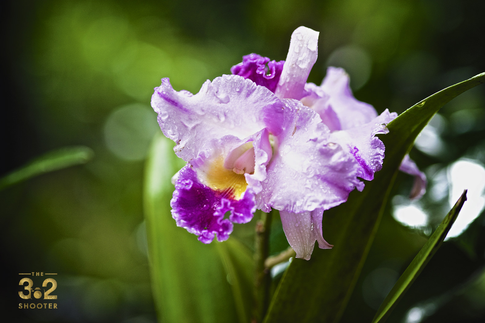 Cattleya Hybrid Orchid