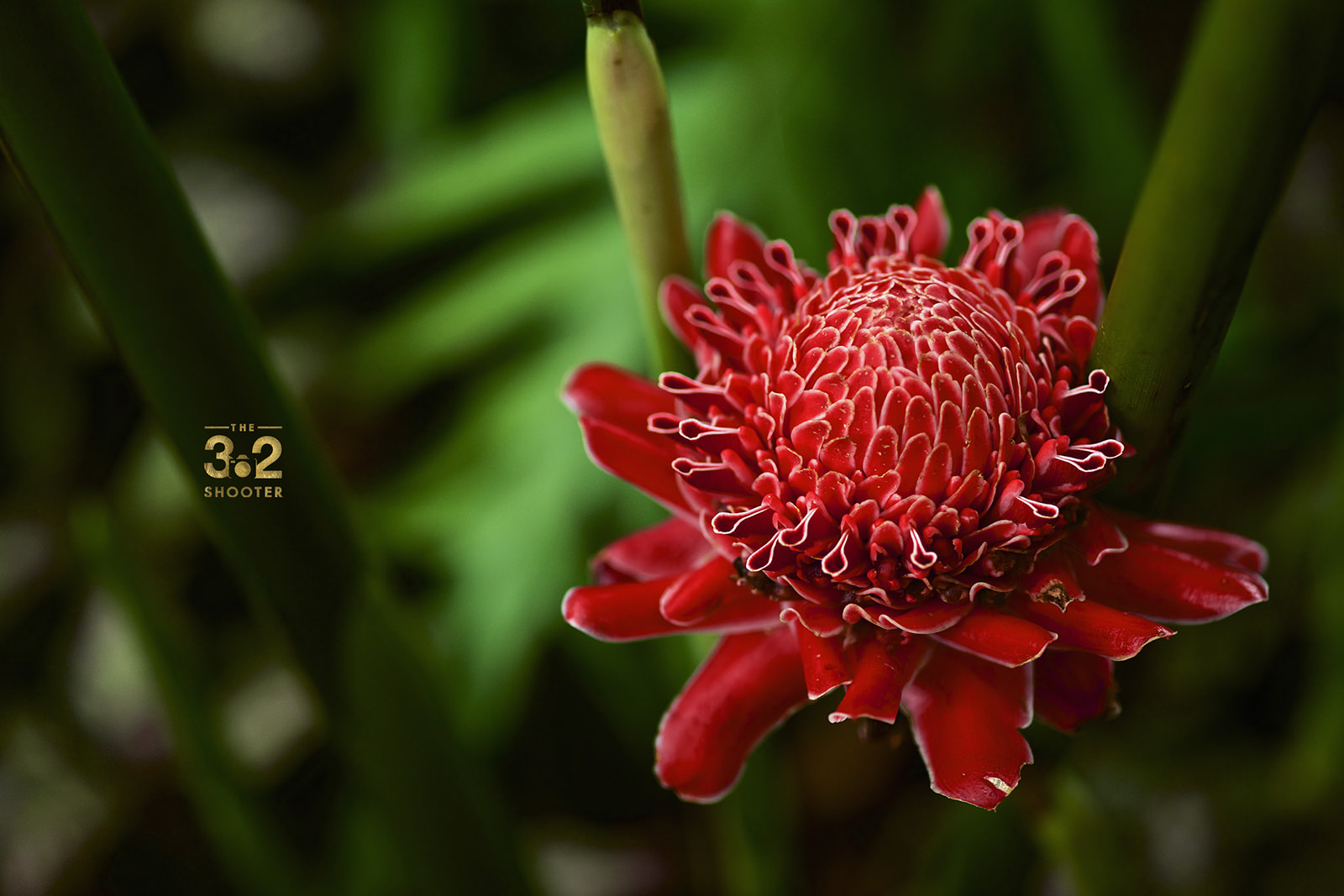 Ginger Flower