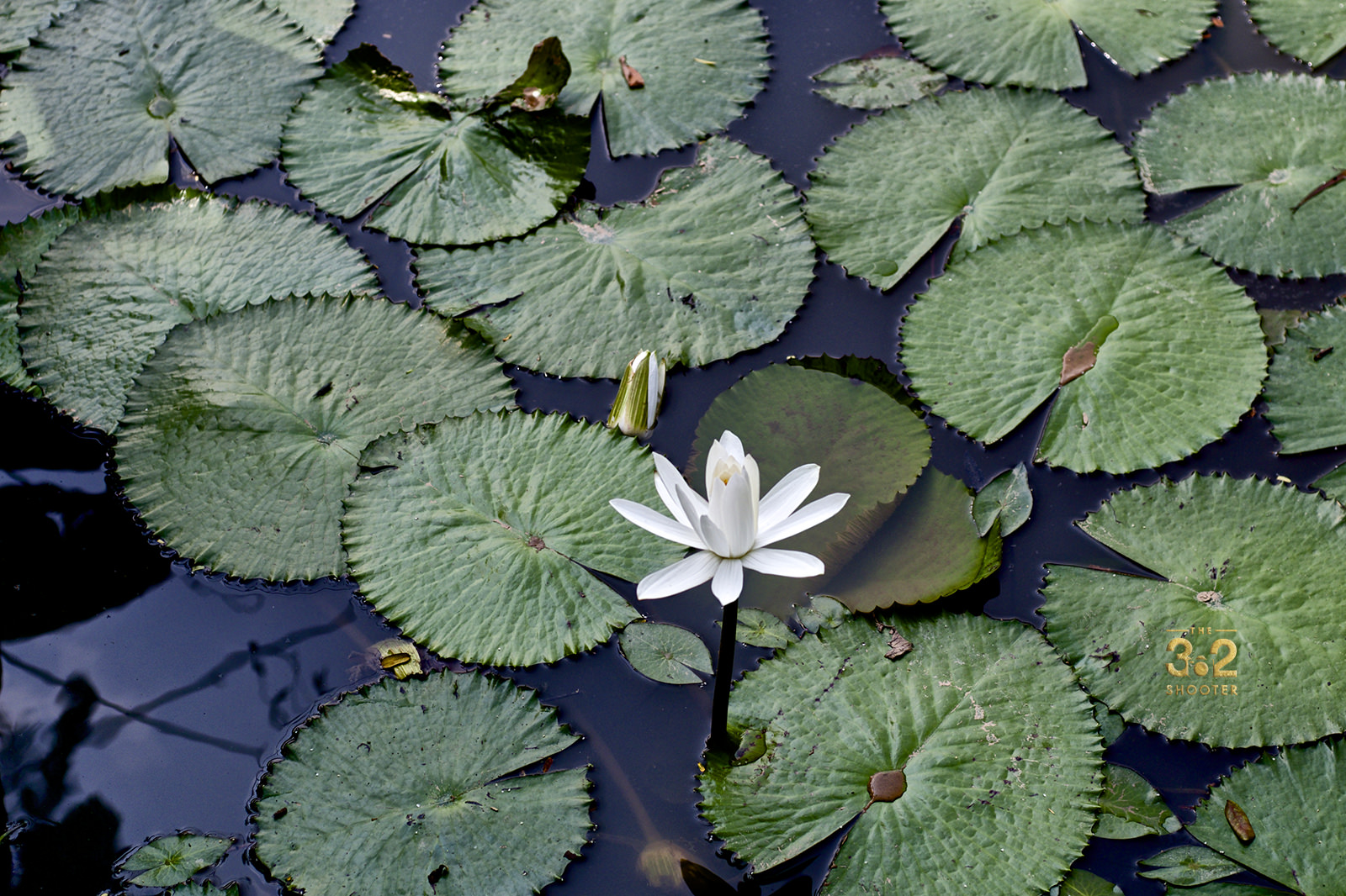 White Water Lily