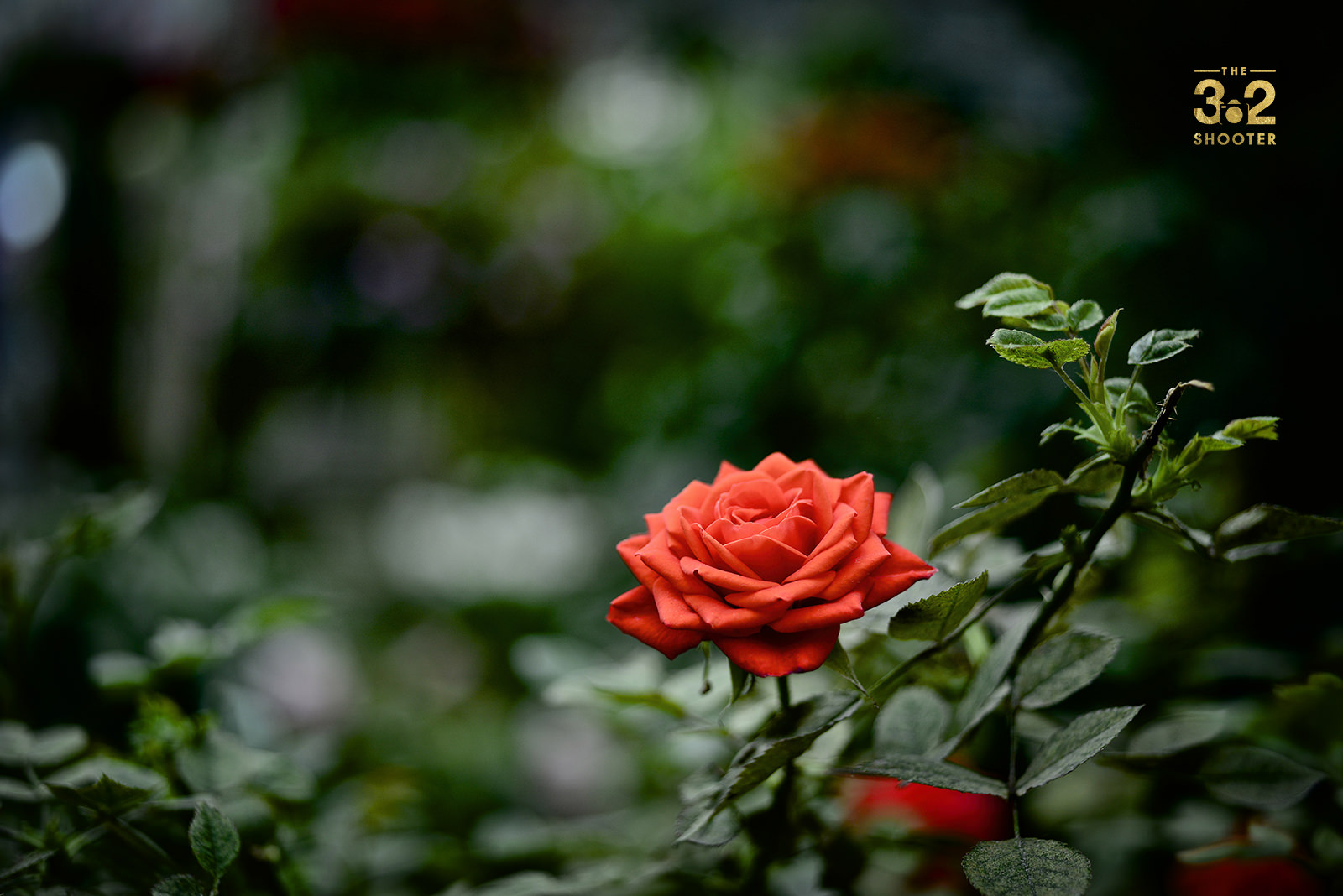 Vermillion Rose